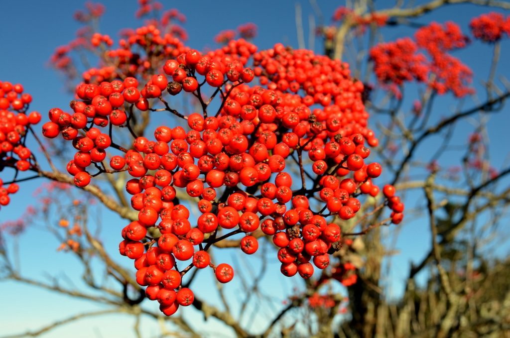 "Mountain Ash at Mt. Mitchell" by Debi Price