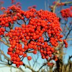 "Mountain Ash at Mt. Mitchell" by Debi Price