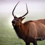 "Young Buck Elk at Oconaluftee" by Deborah Scannell Photography