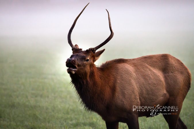"Young Buck Elk at Oconaluftee" by Deborah Scannell Photography