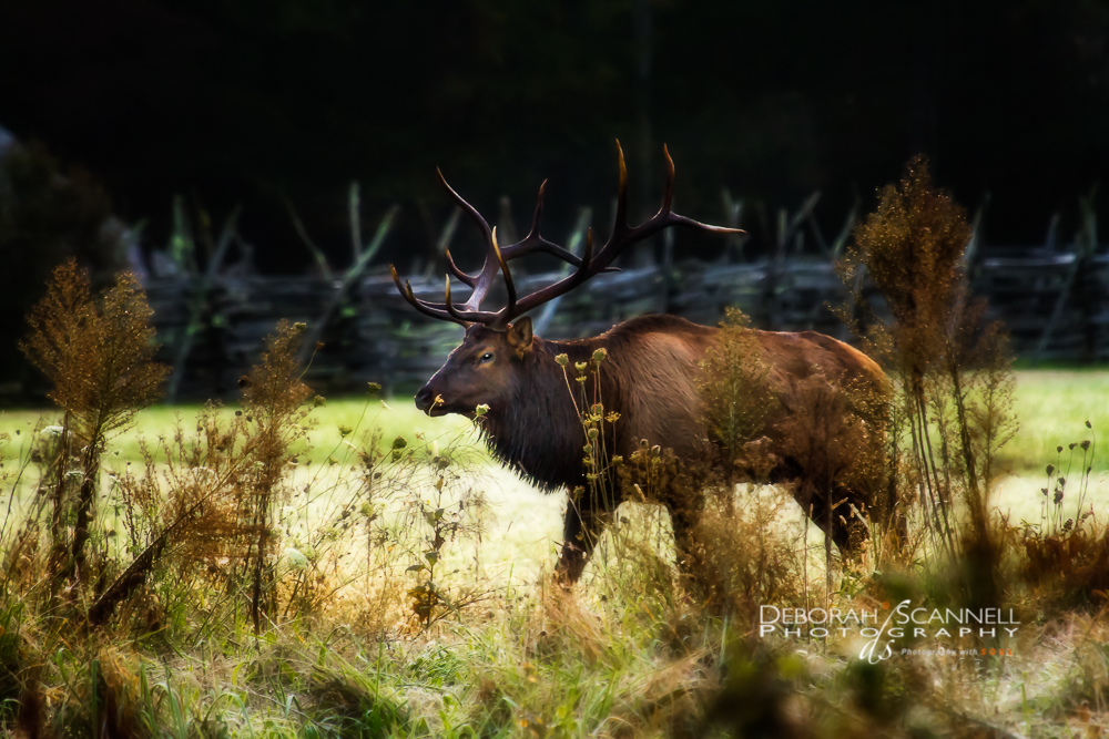 Elk at Oconaluftee Visitor Center Field