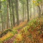 "Parkway Hiking Trail at Milepost 160" by Mildred Meade