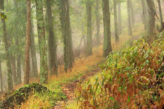 "Parkway Hiking Trail at Milepost 160" by Mildred Meade