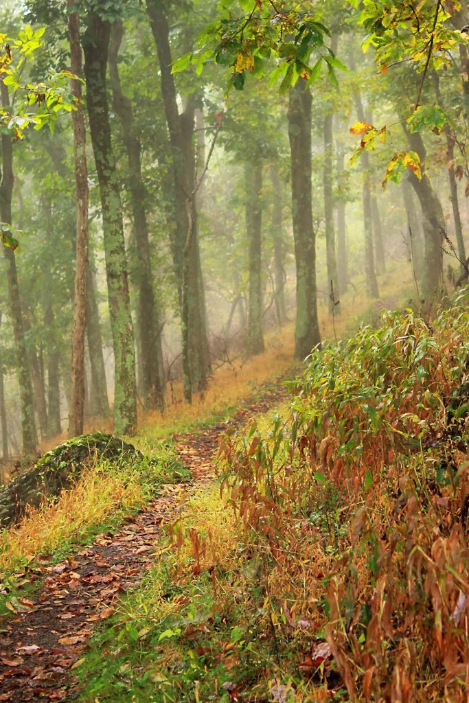 "Parkway Hiking Trail at Milepost 160" by Mildred Meade