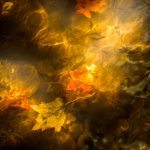 "Leaves Under Water" by Victor Ellison Fine Art Photography
