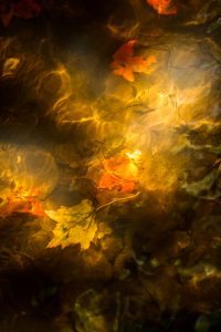 "Leaves Under Water" by Victor Ellison Fine Art Photography
