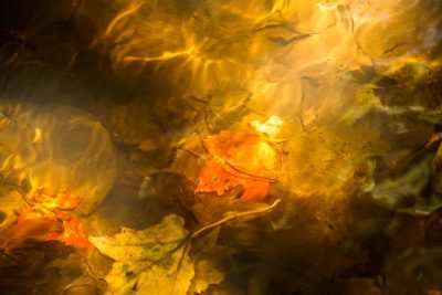 "Leaves Under Water" by Victor Ellison Fine Art Photography