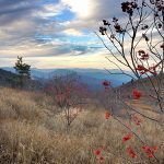 "Red in Winter" by Christina M. Moore