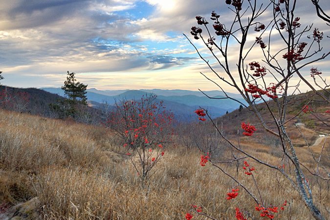 "Red in Winter" by Christina M. Moore