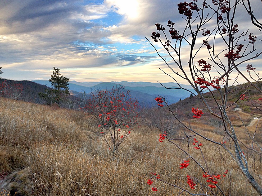 "Red in Winter" by Christina M. Moore