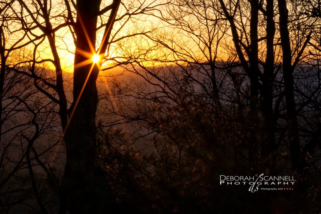 "Morning Lace" by Deborah Scannell Photography