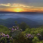 "Craggy Gardens Rhododendron" by Stacy Redmon