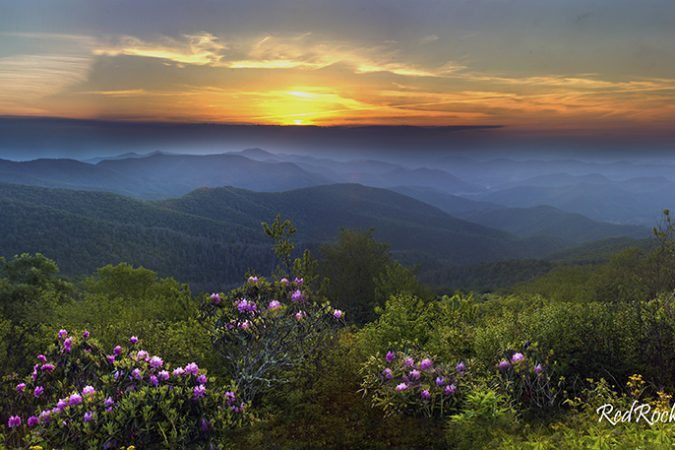 "Craggy Gardens Rhododendron" by Stacy Redmon
