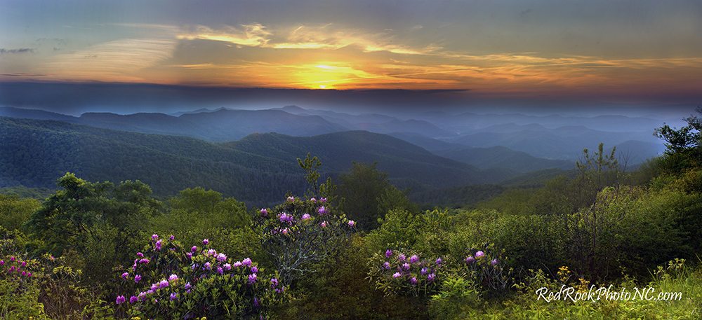 "Craggy Gardens Rhododendron" by Stacy Redmon