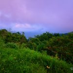 "Blue Hour Wildflowers" by Joseph L Anderson Photography