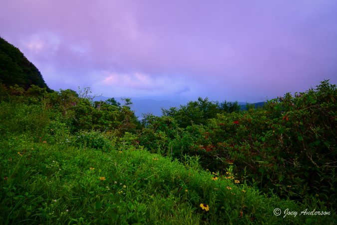 "Blue Hour Wildflowers" by Joseph L Anderson Photography