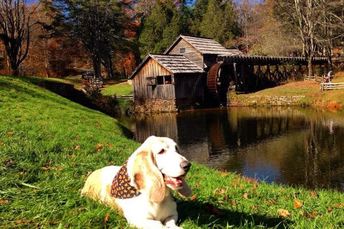 "Mabry Mill with my Furbaby" by Debbie Lenz