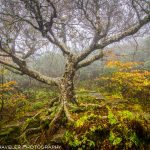 "Craggy Pinnacle, Milepost 364" by Solitary Traveler Photography