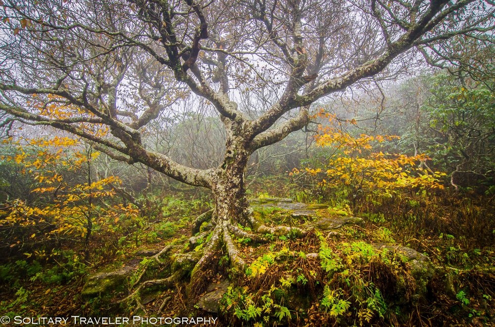 "Craggy Pinnacle, Milepost 364" by Solitary Traveler Photography