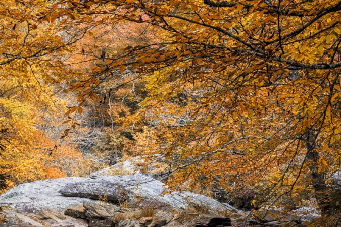 "Boone Fork Creek near Price Lake" by Victor Ellison Fine Art Photography