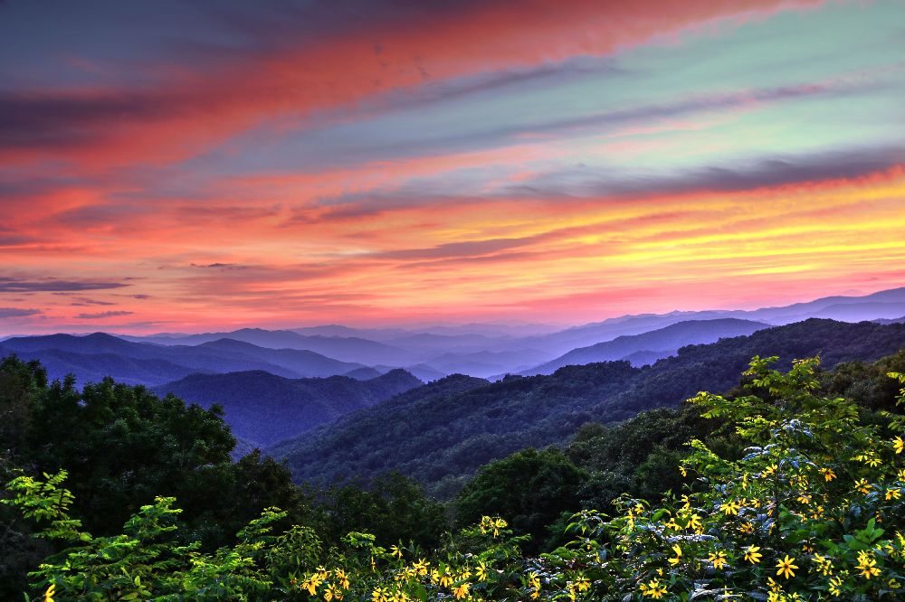 "Black-Eyed Susans at Thunderstruck Ridge Overlook" by Carol R Montoya