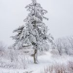 "Black Balsam Knob, White with Snow" by Daniel Plotts