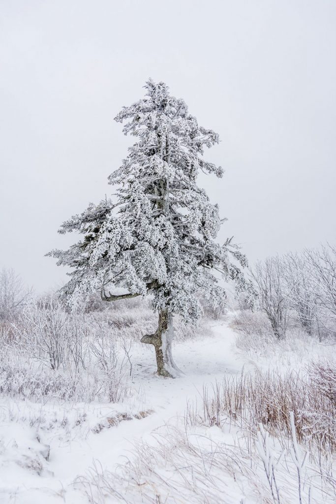 "Black Balsam Knob, White with Snow" by Daniel Plotts