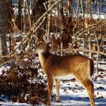 "White-Tailed Deer in Mountain Snow" by Michaela Hill Photography