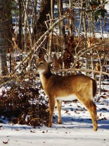 "White-Tailed Deer in Mountain Snow" by Michaela Hill Photography