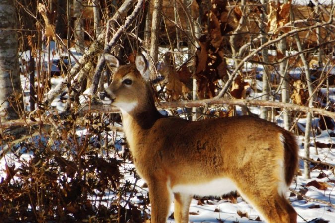 "White-Tailed Deer in Mountain Snow" by Michaela Hill Photography