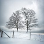 "Winter Companions" by Tommy White Photography
