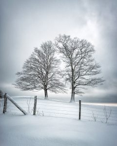 "Winter Companions" by Tommy White Photography