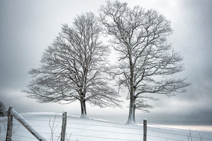 "Winter Companions" by Tommy White Photography
