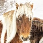"Grayson Highlands Pony" by Edwards Art & Photography