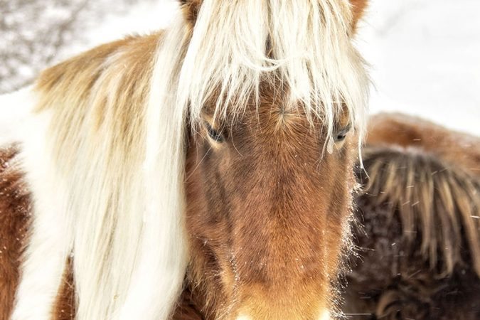 "Grayson Highlands Pony" by Edwards Art & Photography