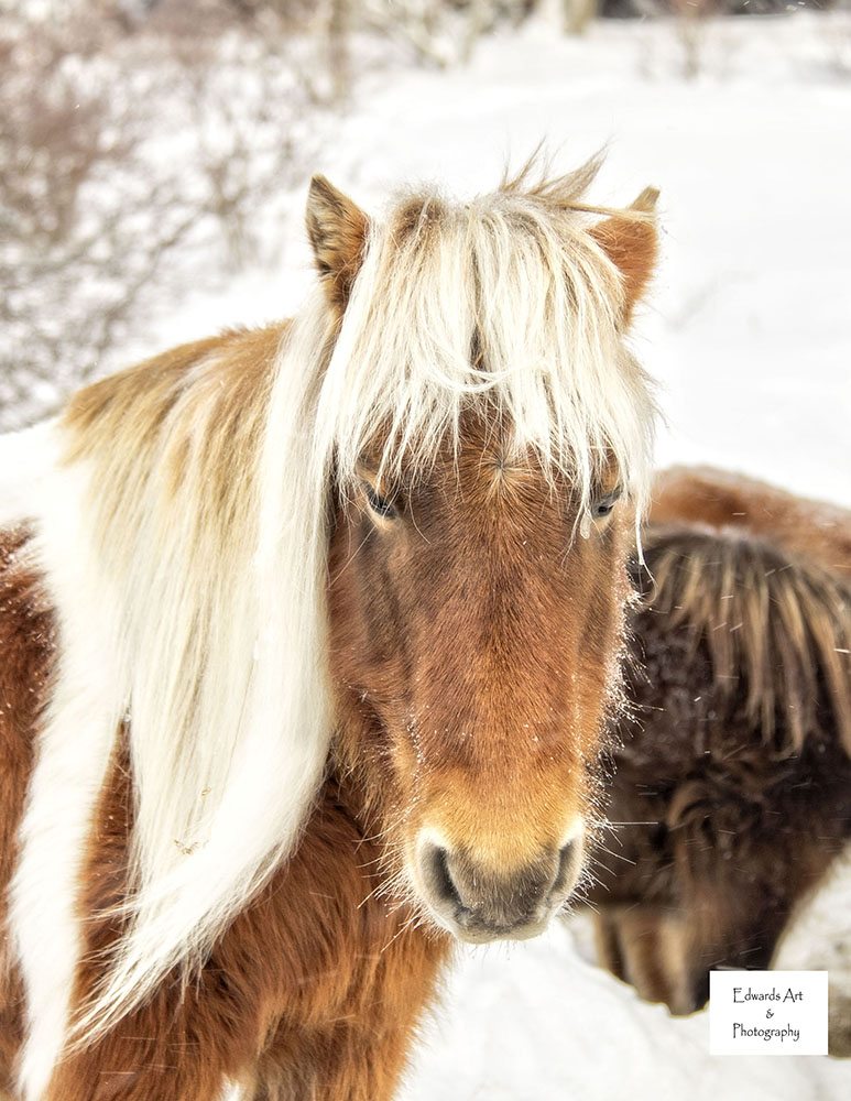 "Grayson Highlands Pony" by Edwards Art & Photography
