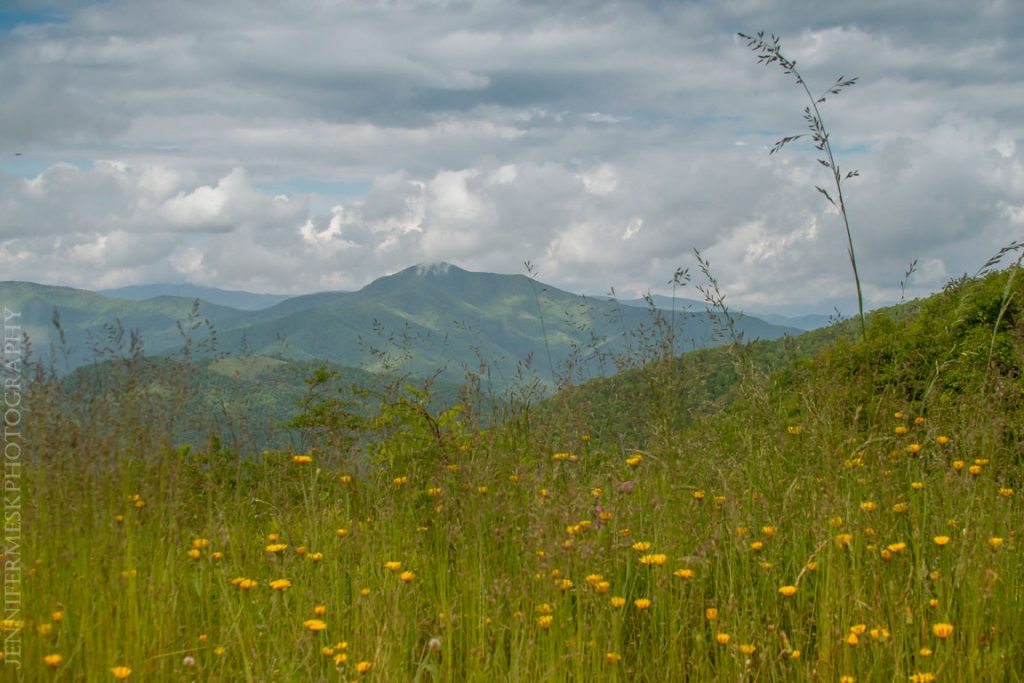 "Dandelions at the Mt. Pisgah Trailhead, Milepost 407" by Jennifer Mesk Photography