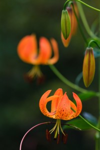 Turk's Cap Lily can be found blooming from Linville Falls to the North Carolina Minerals Museum.