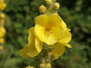 Mullein forms dozens of bright yellow blooms on each tall stem.
