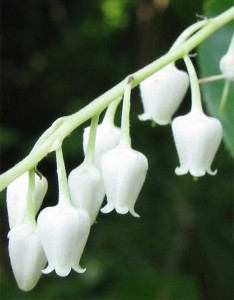 Sourwood Trees put out blooms all along their branches in the Craggy Gardens area.