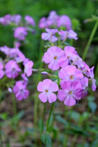 Phlox blooms can be purple, pink, and occasionally white.