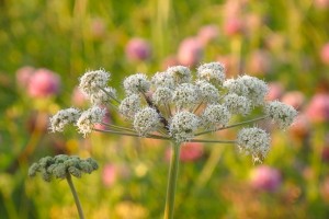 Angelica in a Field