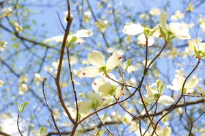 Dogwood is blooming in Virginia, at the far northern end of the Parkway.