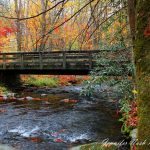 "Bridge in the Cataloochee Valley" by Jennifer Lambert Nash