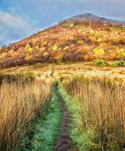 "Fall at Sam Knob, Milepost 420" by Daniel Plotts