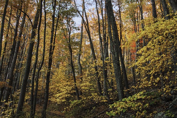 Autumn Railway at Yankee Horse Ridge, Milepost 34