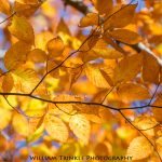 "Late Season Color at Graveyard Fields, Milepost 418.8" by William Trinkle Photography