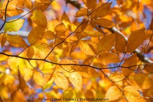 "Late Season Color at Graveyard Fields, Milepost 418.8" by William Trinkle Photography