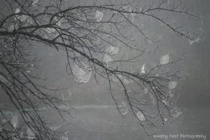 "Spookiness at the Pond, Milepost 225" by Angie Beavers