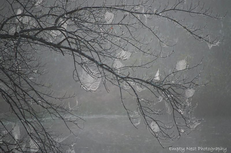 "Spookiness at the Pond, Milepost 225" by Angie Beavers